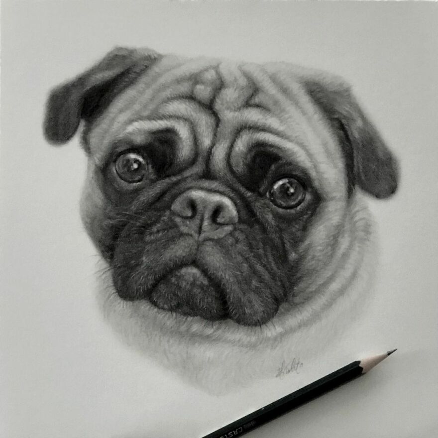 Artist Makes Realistic Pet Portraits Using Only A Pencil, Here Are The Best 49 Works Artist Makes Realistic Pet Portraits Using Only A Pencil, Here Are The Best 49 Works