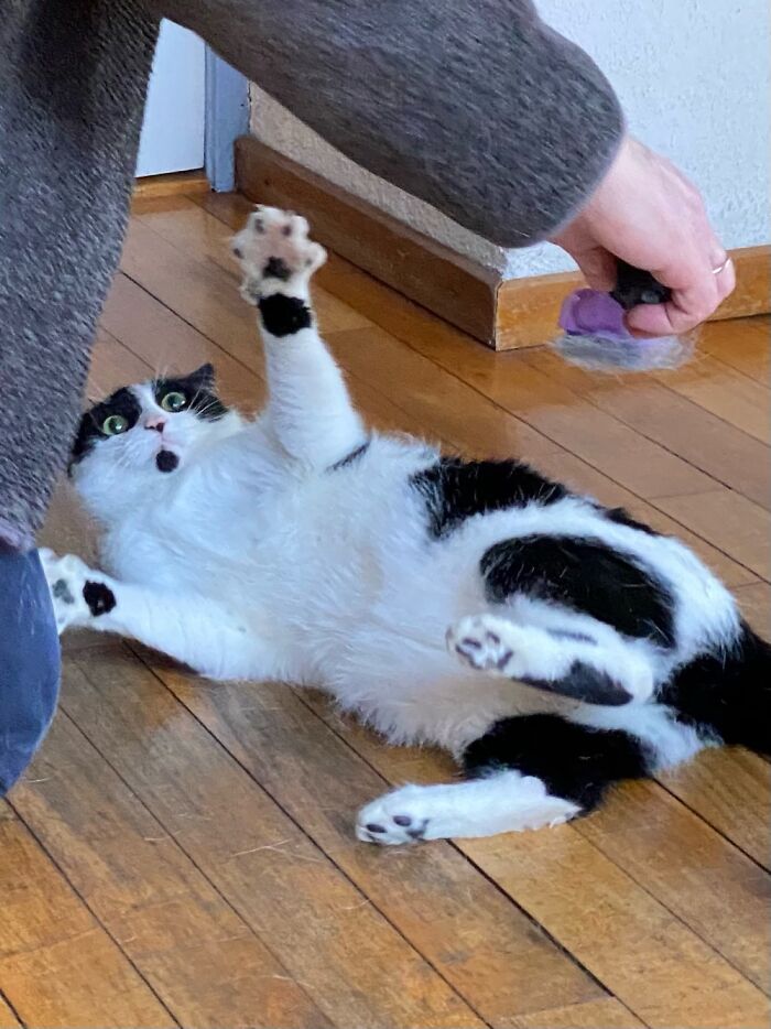 Hey Pandas, Share A Picture Of Your Angry Pet (Closed) Hey Pandas, Share A Picture Of Your Angry Pet (Closed)