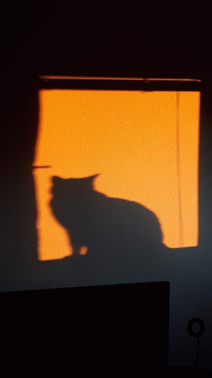 Hey Pandas, Share A Picture Of Your Angry Pet (Closed) Hey Pandas, Share A Picture Of Your Angry Pet (Closed)