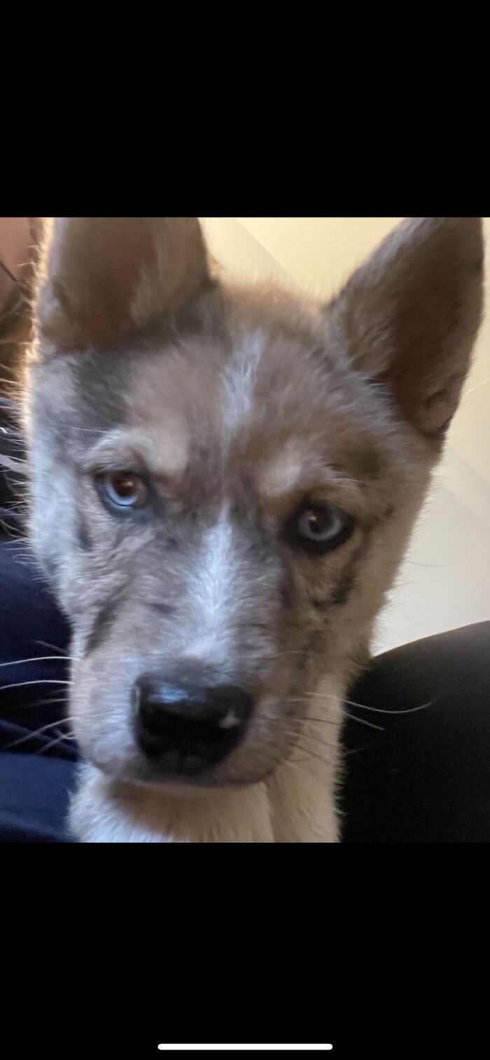 Hey Pandas, Share A Picture Of Your Angry Pet (Closed) Hey Pandas, Share A Picture Of Your Angry Pet (Closed)