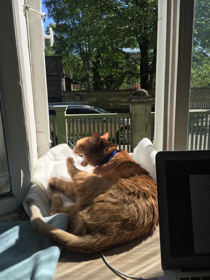 Hey Pandas, Share A Picture Of Your Angry Pet (Closed) Hey Pandas, Share A Picture Of Your Angry Pet (Closed)