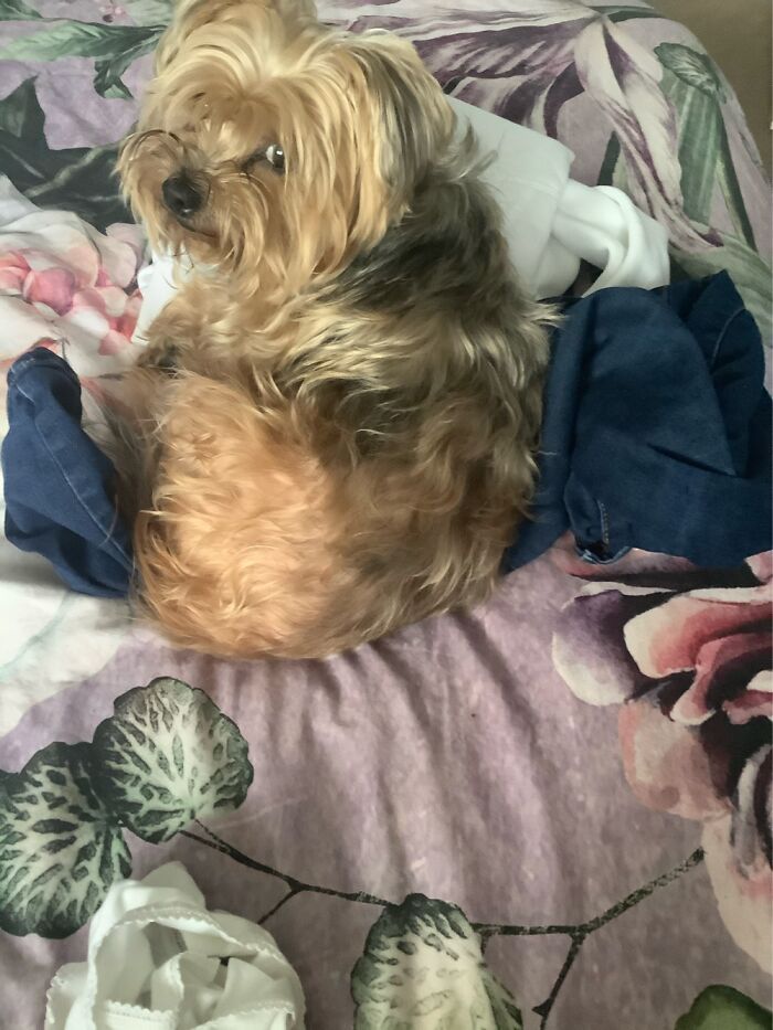 Hey Pandas, Share A Picture Of Your Angry Pet (Closed) Hey Pandas, Share A Picture Of Your Angry Pet (Closed)