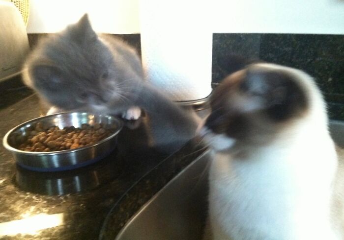 Hey Pandas, Share A Picture Of Your Angry Pet (Closed) Hey Pandas, Share A Picture Of Your Angry Pet (Closed)