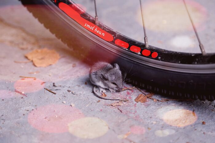 Hey Pandas, Photoshop This Mouse (Closed)