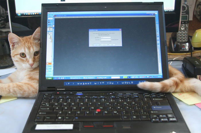 40 Online Class Gems People Witnessed When Someone Forgot To Turn Off Their Camera Or Mic