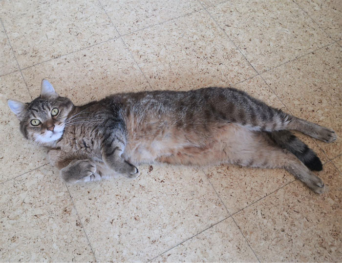 40 Online Class Gems People Witnessed When Someone Forgot To Turn Off Their Camera Or Mic