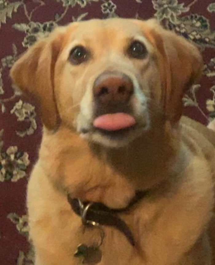 40 Online Class Gems People Witnessed When Someone Forgot To Turn Off Their Camera Or Mic 40 Online Class Gems People Witnessed When Someone Forgot To Turn Off Their Camera Or Mic