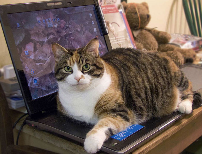 40 Online Class Gems People Witnessed When Someone Forgot To Turn Off Their Camera Or Mic 40 Online Class Gems People Witnessed When Someone Forgot To Turn Off Their Camera Or Mic