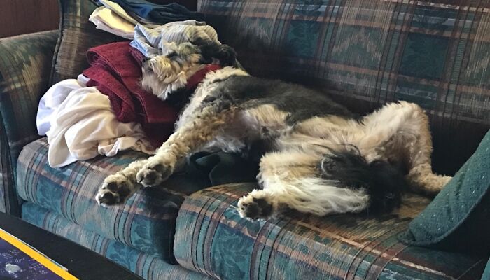 Hey Pandas, Post The Wildest Picture Of Your Pet (Closed) Hey Pandas, Post The Wildest Picture Of Your Pet (Closed)