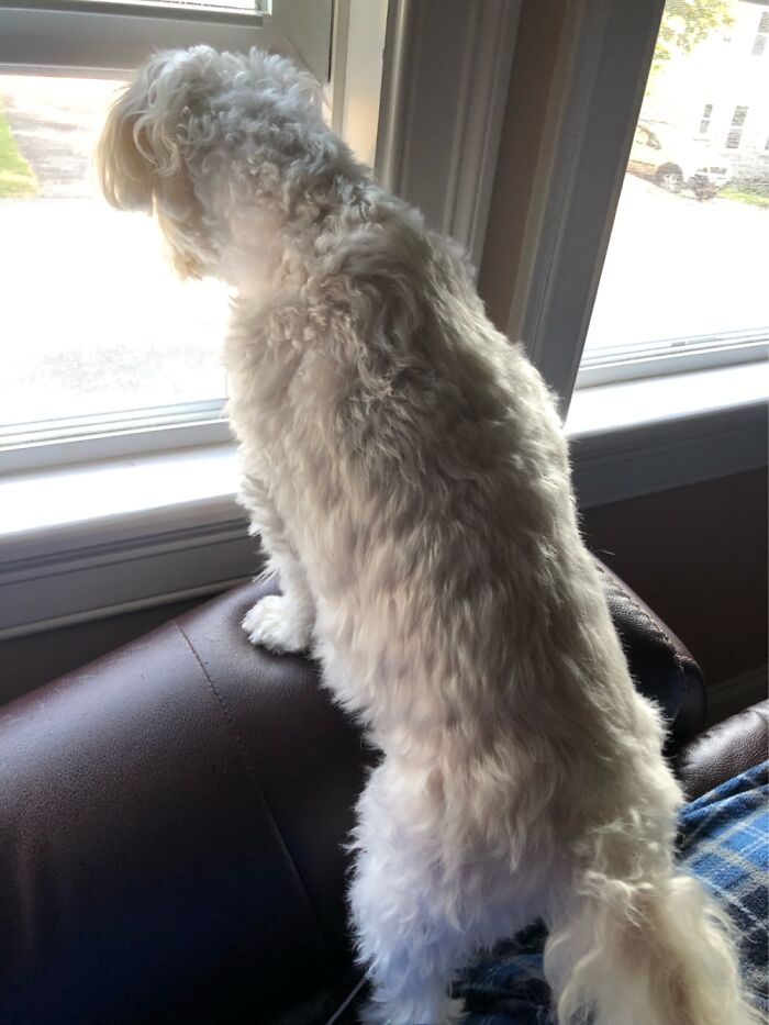 Hey Pandas, Post The Wildest Picture Of Your Pet (Closed) Hey Pandas, Post The Wildest Picture Of Your Pet (Closed)