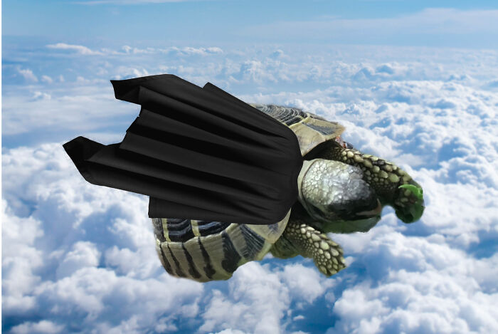 Hey Pandas, Photoshop My Derpy Tortoise Hey Pandas, Photoshop My Derpy Tortoise