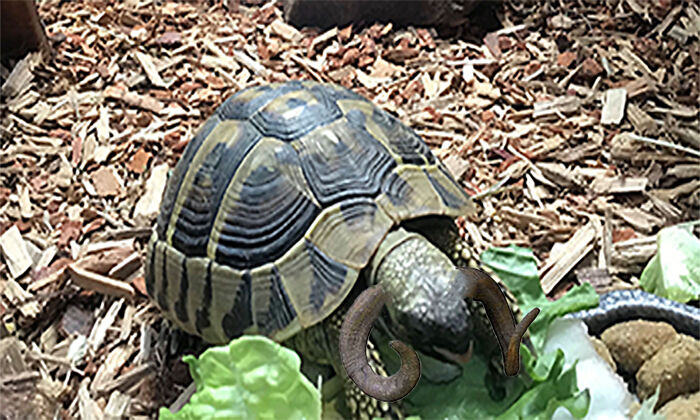 Hey Pandas, Photoshop My Derpy Tortoise Hey Pandas, Photoshop My Derpy Tortoise