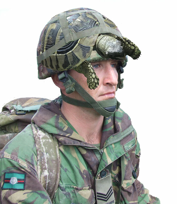 Hey Pandas, Photoshop My Derpy Tortoise Hey Pandas, Photoshop My Derpy Tortoise