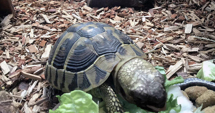 Hey Pandas, Photoshop My Derpy Tortoise Hey Pandas, Photoshop My Derpy Tortoise