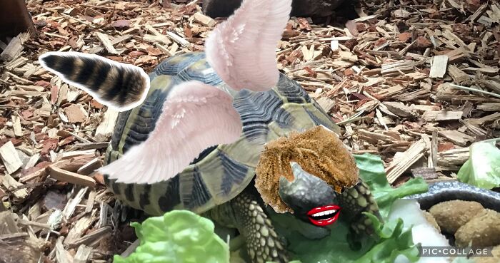 Hey Pandas, Photoshop My Derpy Tortoise Hey Pandas, Photoshop My Derpy Tortoise