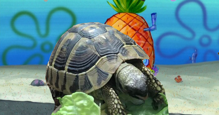 Hey Pandas, Photoshop My Derpy Tortoise Hey Pandas, Photoshop My Derpy Tortoise