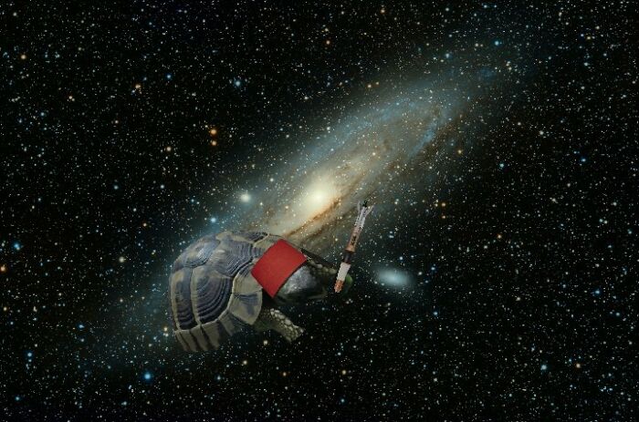 Hey Pandas, Photoshop My Derpy Tortoise Hey Pandas, Photoshop My Derpy Tortoise