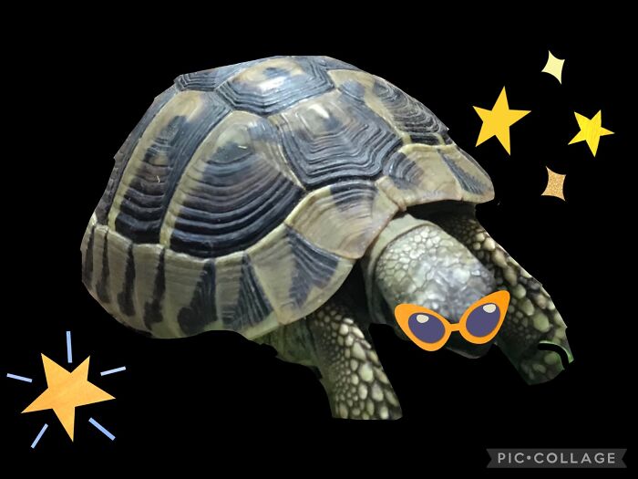 Hey Pandas, Photoshop My Derpy Tortoise Hey Pandas, Photoshop My Derpy Tortoise