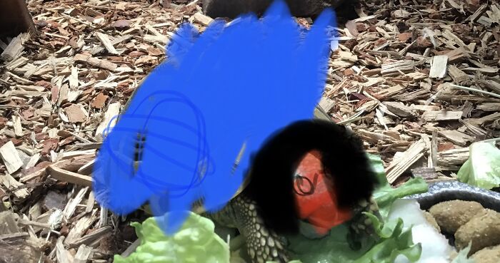 Hey Pandas, Photoshop My Derpy Tortoise Hey Pandas, Photoshop My Derpy Tortoise