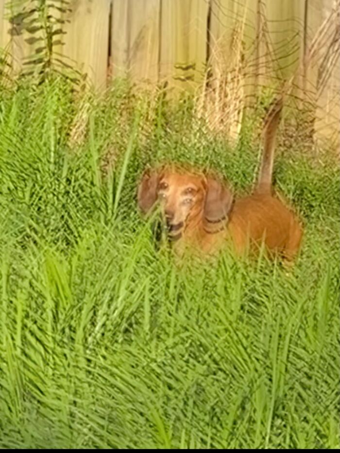 Hey Pandas, Share The Strangest Picture In Your Camera Roll (Closed) Hey Pandas, Share The Strangest Picture In Your Camera Roll (Closed)