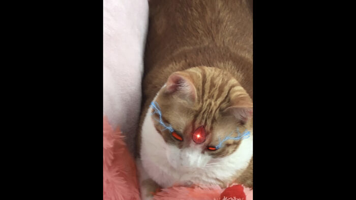 Hey Pandas, Photoshop My Cat (Closed)