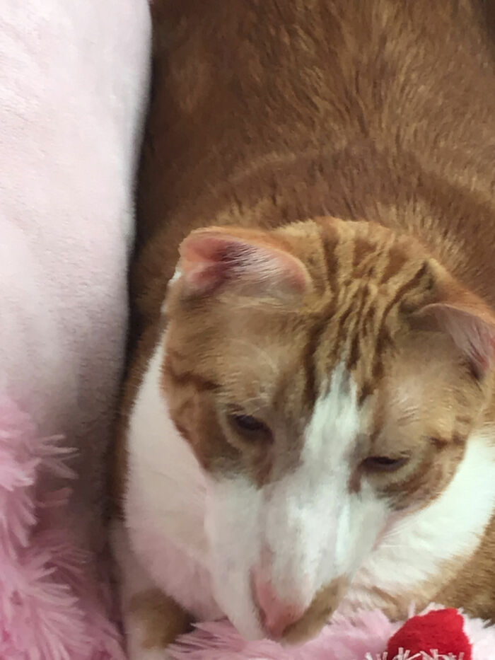 Hey Pandas, Photoshop My Cat (Closed)