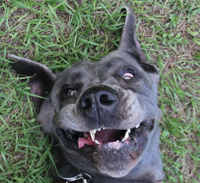 Hey Pandas, Post The Funniest Picture Of Your Pet (Closed) Hey Pandas, Post The Funniest Picture Of Your Pet (Closed)