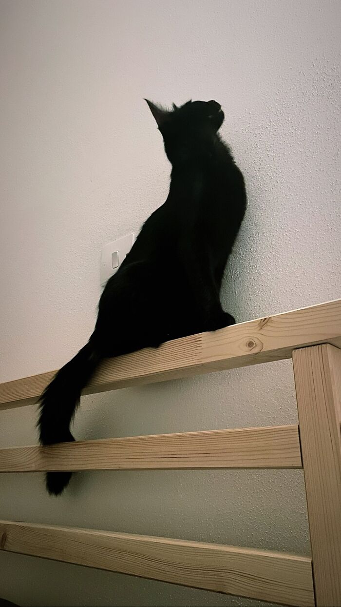 Hey Pandas, Post The Funniest Picture Of Your Pet (Closed) Hey Pandas, Post The Funniest Picture Of Your Pet (Closed)