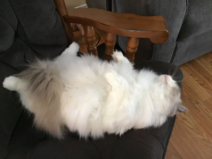 Hey Pandas, Post The Funniest Picture Of Your Pet (Closed) Hey Pandas, Post The Funniest Picture Of Your Pet (Closed)