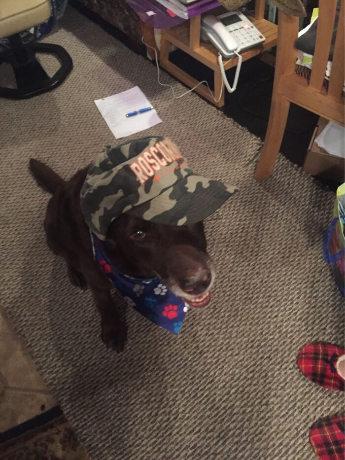 Hey Pandas, Post The Funniest Picture Of Your Pet (Closed) Hey Pandas, Post The Funniest Picture Of Your Pet (Closed)