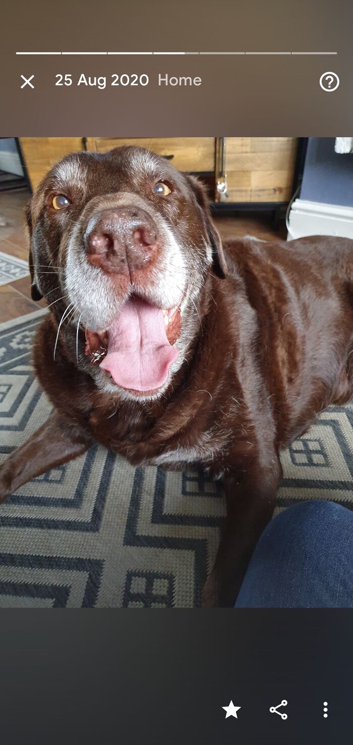 Hey Pandas, Post Pictures Of Your Beautiful Senior Dogs (Closed) Hey Pandas, Post Pictures Of Your Beautiful Senior Dogs (Closed)