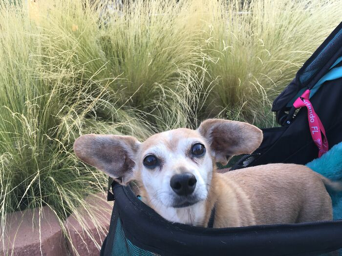 Hey Pandas, Post Pictures Of Your Beautiful Senior Dogs (Closed) Hey Pandas, Post Pictures Of Your Beautiful Senior Dogs (Closed)