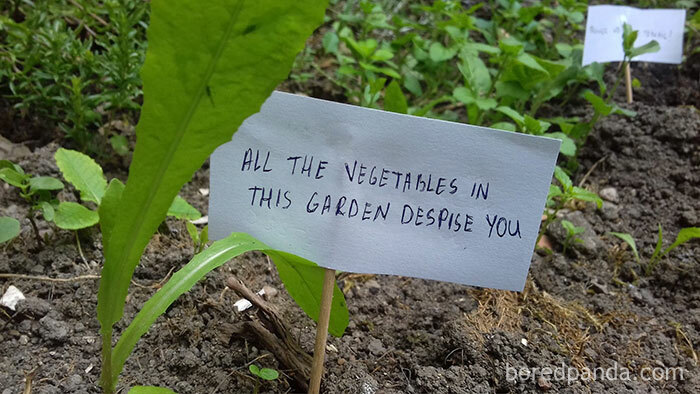 Person Wants To Scare Off Snails That Keep Munching On His Plants, Puts Up 13 ‘Intimidating’ Signs Person Wants To Scare Off Snails That Keep Munching On His Plants, Puts Up 13 ‘Intimidating’ Signs