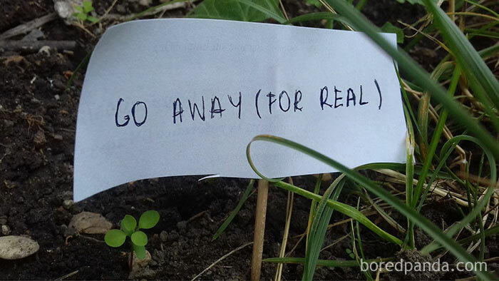 Person Wants To Scare Off Snails That Keep Munching On His Plants, Puts Up 13 ‘Intimidating’ Signs Person Wants To Scare Off Snails That Keep Munching On His Plants, Puts Up 13 ‘Intimidating’ Signs