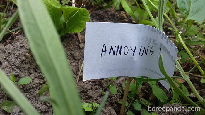 Person Wants To Scare Off Snails That Keep Munching On His Plants, Puts Up 13 ‘Intimidating’ Signs Person Wants To Scare Off Snails That Keep Munching On His Plants, Puts Up 13 ‘Intimidating’ Signs