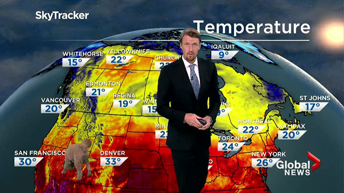 Good Boy Treats Audience With His Appearance During Toronto Weathercast By Asking Meteorologist For A Treat