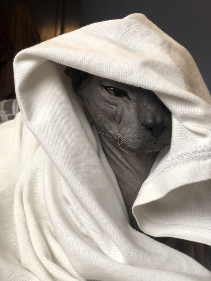 Hey Pandas, Share A Picture Of Your Pet Looking Mad (Closed) Hey Pandas, Share A Picture Of Your Pet Looking Mad (Closed)