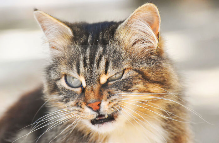 Hey Pandas, Share A Picture Of Your Pet Looking Mad (Closed) Hey Pandas, Share A Picture Of Your Pet Looking Mad (Closed)