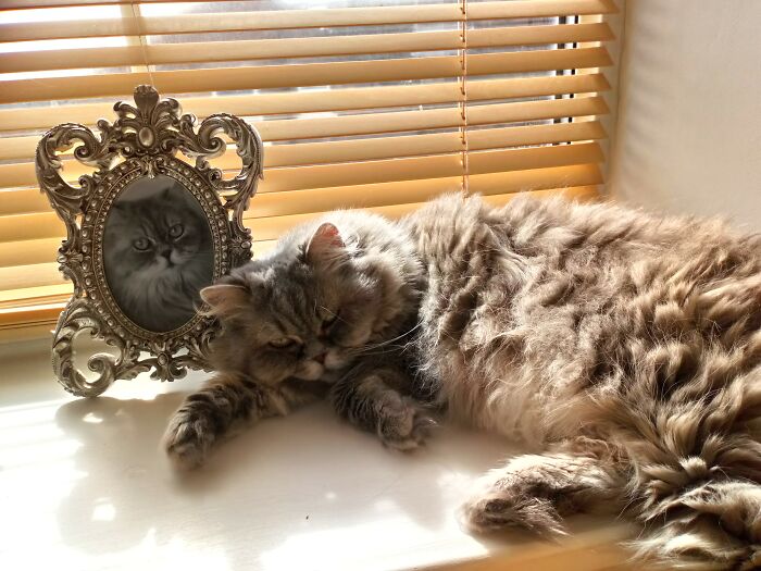 Hey Pandas, Share A Picture Of Your Pet Looking Mad (Closed) Hey Pandas, Share A Picture Of Your Pet Looking Mad (Closed)