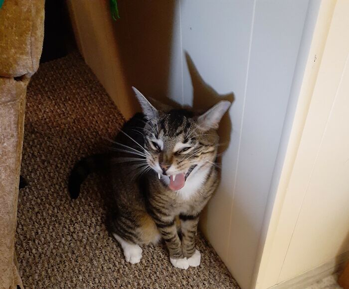 Hey Pandas, Share A Picture Of Your Pet Looking Mad (Closed) Hey Pandas, Share A Picture Of Your Pet Looking Mad (Closed)