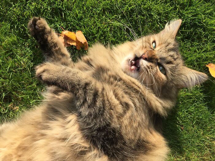 Hey Pandas, Share A Picture Of Your Pet Looking Mad (Closed) Hey Pandas, Share A Picture Of Your Pet Looking Mad (Closed)