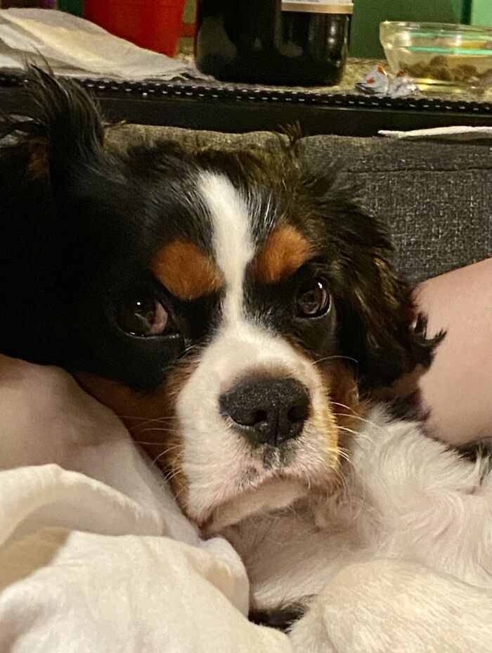 Hey Pandas, Share A Picture Of Your Pet Looking Mad (Closed) Hey Pandas, Share A Picture Of Your Pet Looking Mad (Closed)