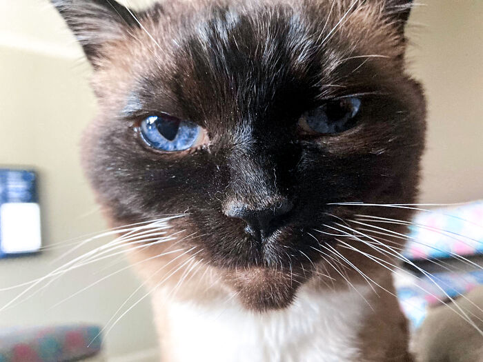 Hey Pandas, Share A Picture Of Your Pet Looking Mad (Closed) Hey Pandas, Share A Picture Of Your Pet Looking Mad (Closed)