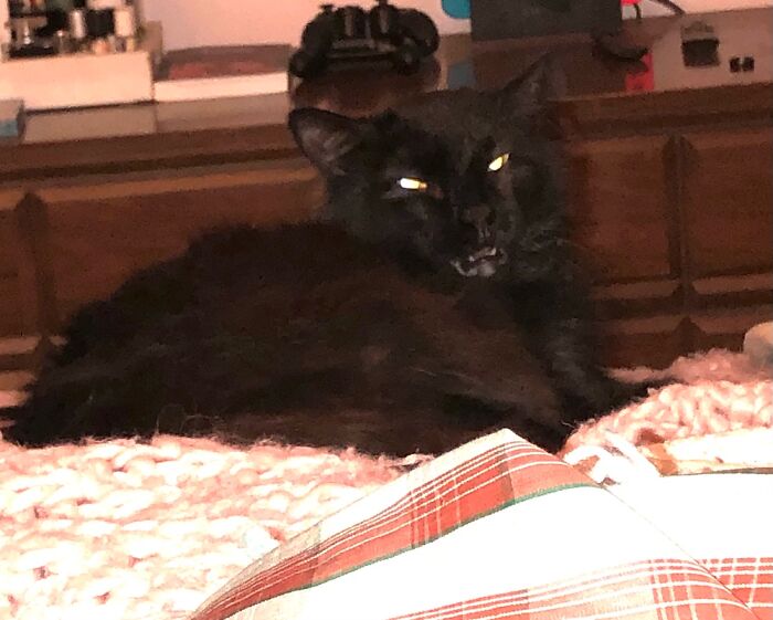 Hey Pandas, Share A Picture Of Your Pet Looking Mad (Closed) Hey Pandas, Share A Picture Of Your Pet Looking Mad (Closed)