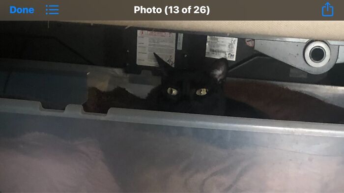 Hey Pandas, Share A Picture Of Your Pet Looking Mad (Closed) Hey Pandas, Share A Picture Of Your Pet Looking Mad (Closed)