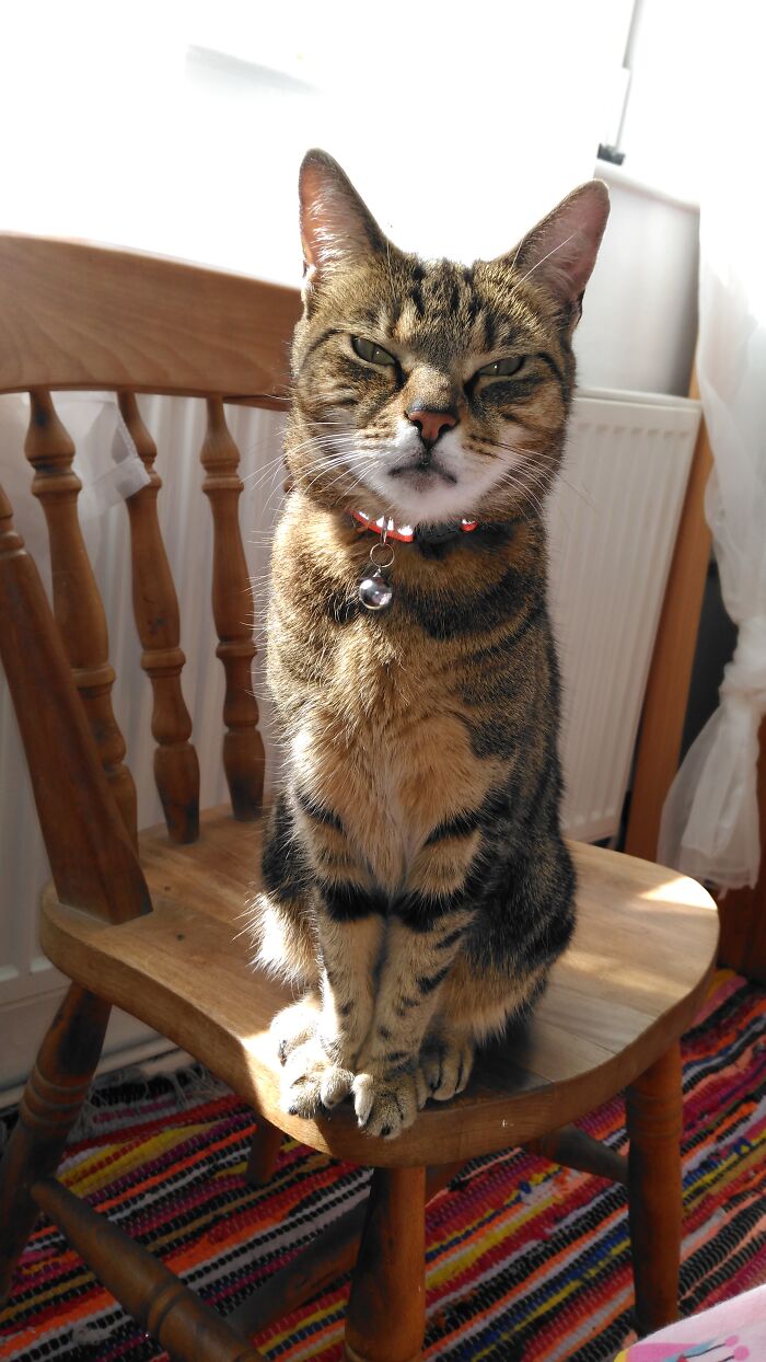 Hey Pandas, Share A Picture Of Your Pet Looking Mad (Closed) Hey Pandas, Share A Picture Of Your Pet Looking Mad (Closed)