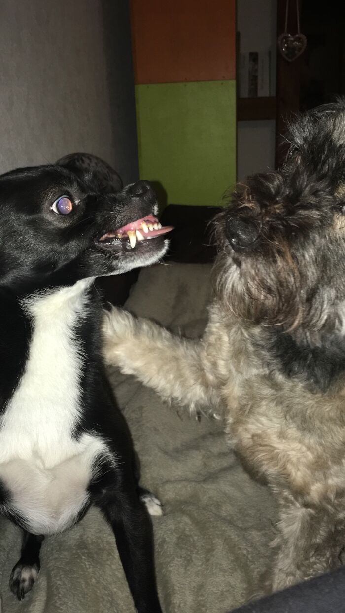 Hey Pandas, Share A Picture Of Your Pet Looking Mad (Closed) Hey Pandas, Share A Picture Of Your Pet Looking Mad (Closed)