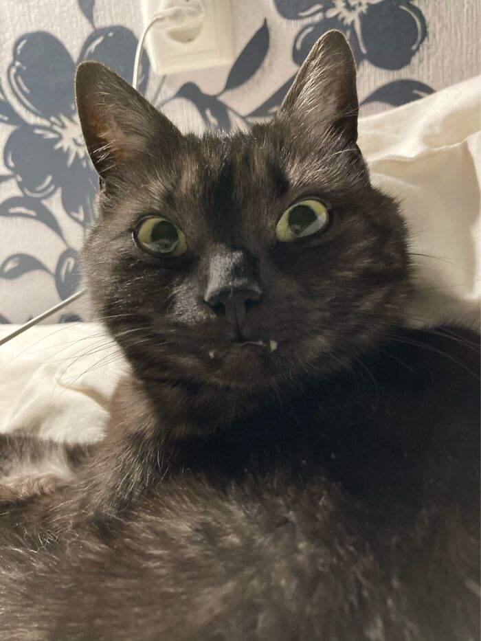 Hey Pandas, Share A Picture Of Your Pet Looking Mad (Closed) Hey Pandas, Share A Picture Of Your Pet Looking Mad (Closed)