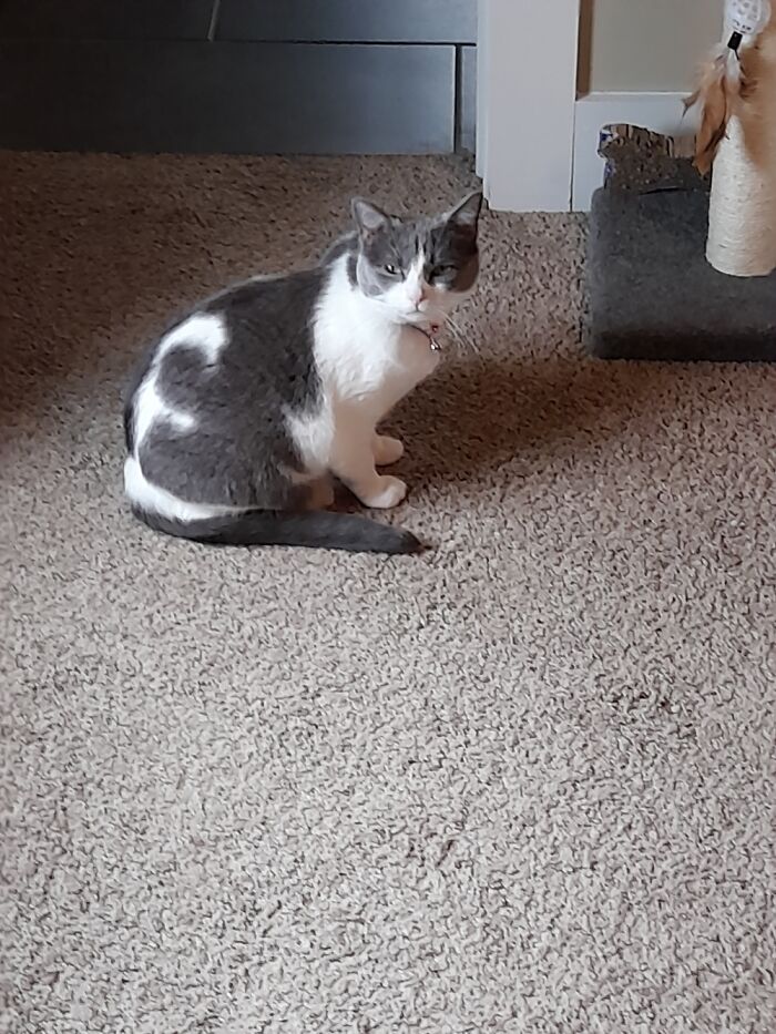 Hey Pandas, Share A Picture Of Your Pet Looking Mad (Closed) Hey Pandas, Share A Picture Of Your Pet Looking Mad (Closed)