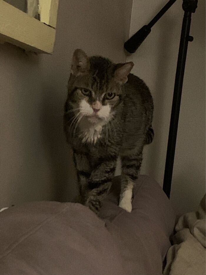 Hey Pandas, Share A Picture Of Your Pet Looking Mad (Closed) Hey Pandas, Share A Picture Of Your Pet Looking Mad (Closed)